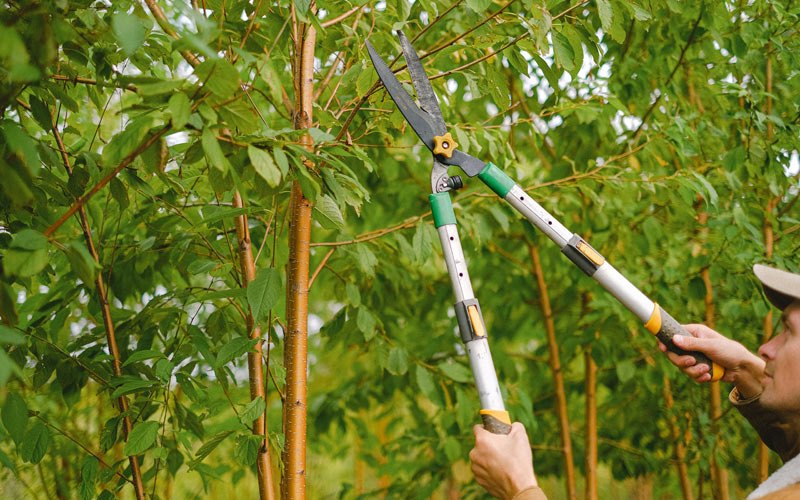 Tree trimming in Ray, ND