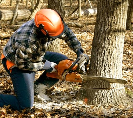 Tree Removal in Ray, ND